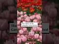 The Origins Of The Canadian Tulip Festival