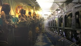 What If We Milked Humans Instead Of Cows? video