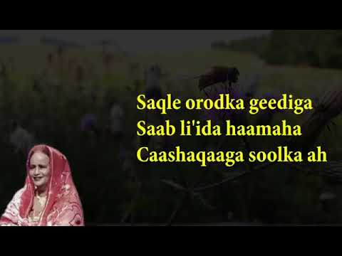 Kuluc —Saynab—-Bacalwaan Heeskii waayuhu Sirgaxanaa.