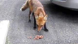 preview picture of video 'Fox coming for lunch!'