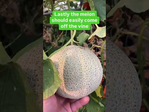 4 Quick Tips to Know When Your Cantaloupe is Ready to Harvest!