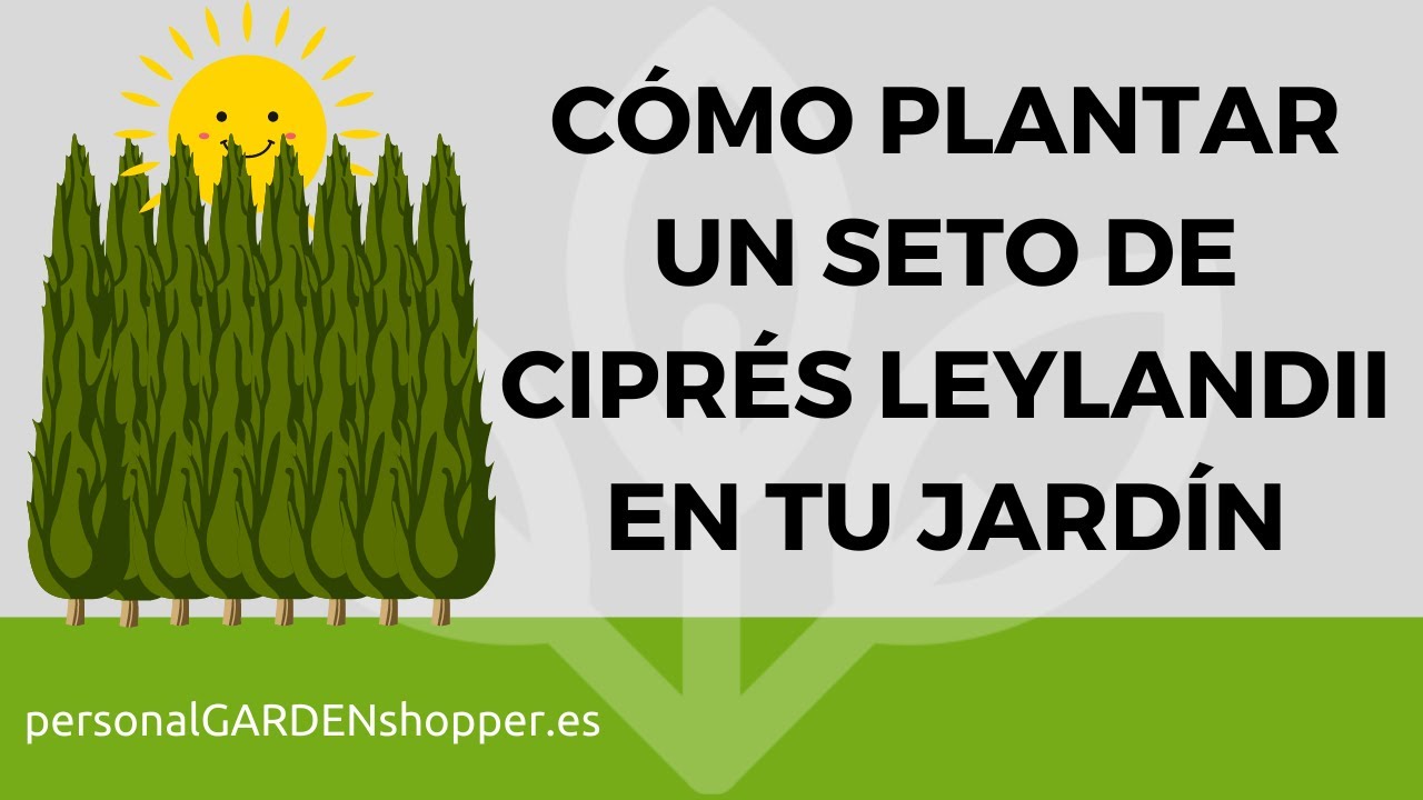 Watch CÓMO PLANTAR UN SETO DE CIPRÉS LEYLANDII Now CÓMO PLANTAR UN SETO DE CIPRÉS LEYLANDII