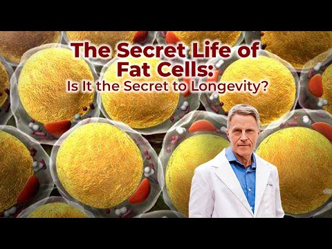 The Secret Life of Fat Cells: Is It the Secret to Longevity?