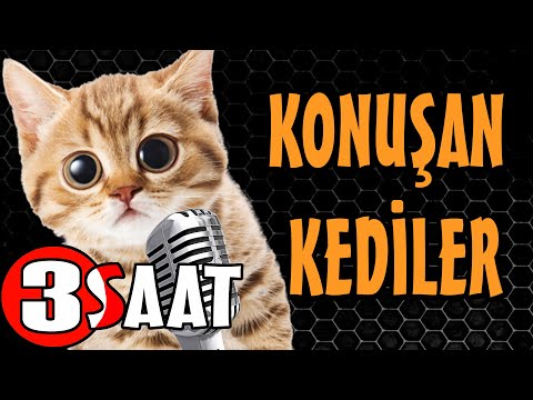 Konuşan Kediler 3 Saat - Sinema Tadında Komik Kediler - PATİ TV