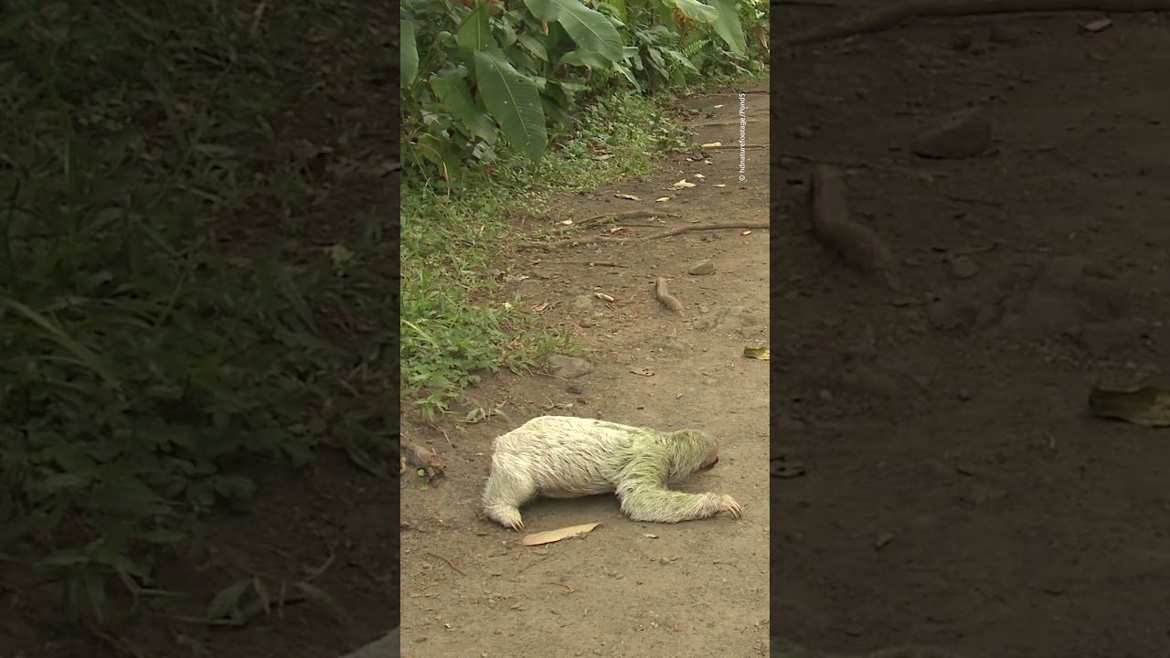 Sloth crossing!