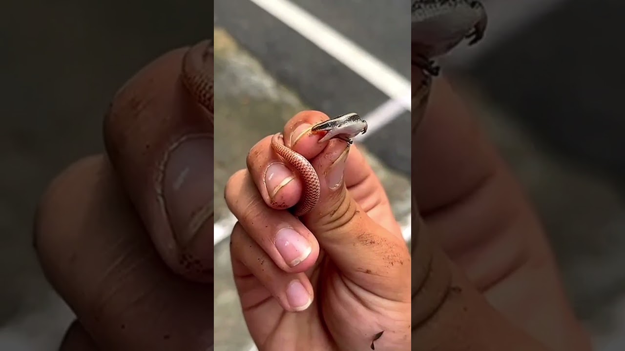 SAANP KI MAUSI NE KAATA!!😨 Common Dotted Garden Skink Bite test!!#saanp #skink #reptile #wildlife