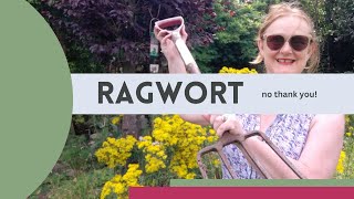 Getting rid of Ragwort