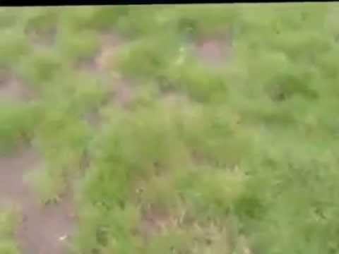 Cat Opening the Door