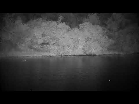 Djuma: Genet jumping around across the dam - 21:46 - 03/24/2023
