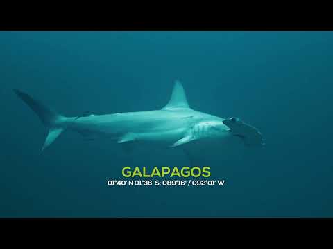 All in Ecuador