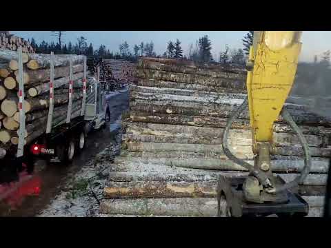 320CLL caterpillar log loader loading logs