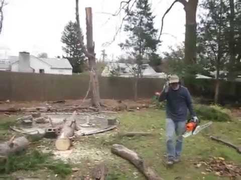 Baum stellt sich wieder auf