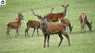 Dokument Príroda stredného Považia (Nature of wild Slovakia) Dokument Príroda stredného Považia (Nature of wild Slovakia)
