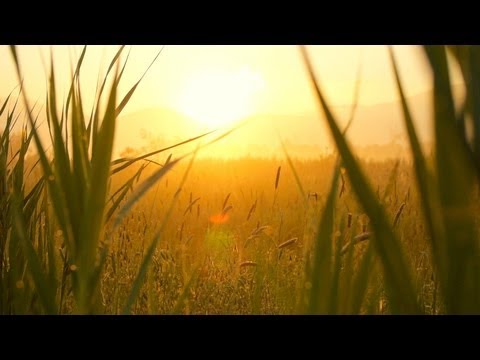 Relaxing Instrumental Music - slow soft peaceful - relaxdaily N°071