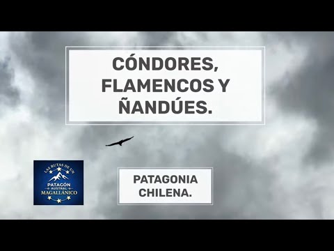 Ruta 9 Patagonia Chile | Fauna Salvaje de Magallanes | Musica: Patagón Austral. 