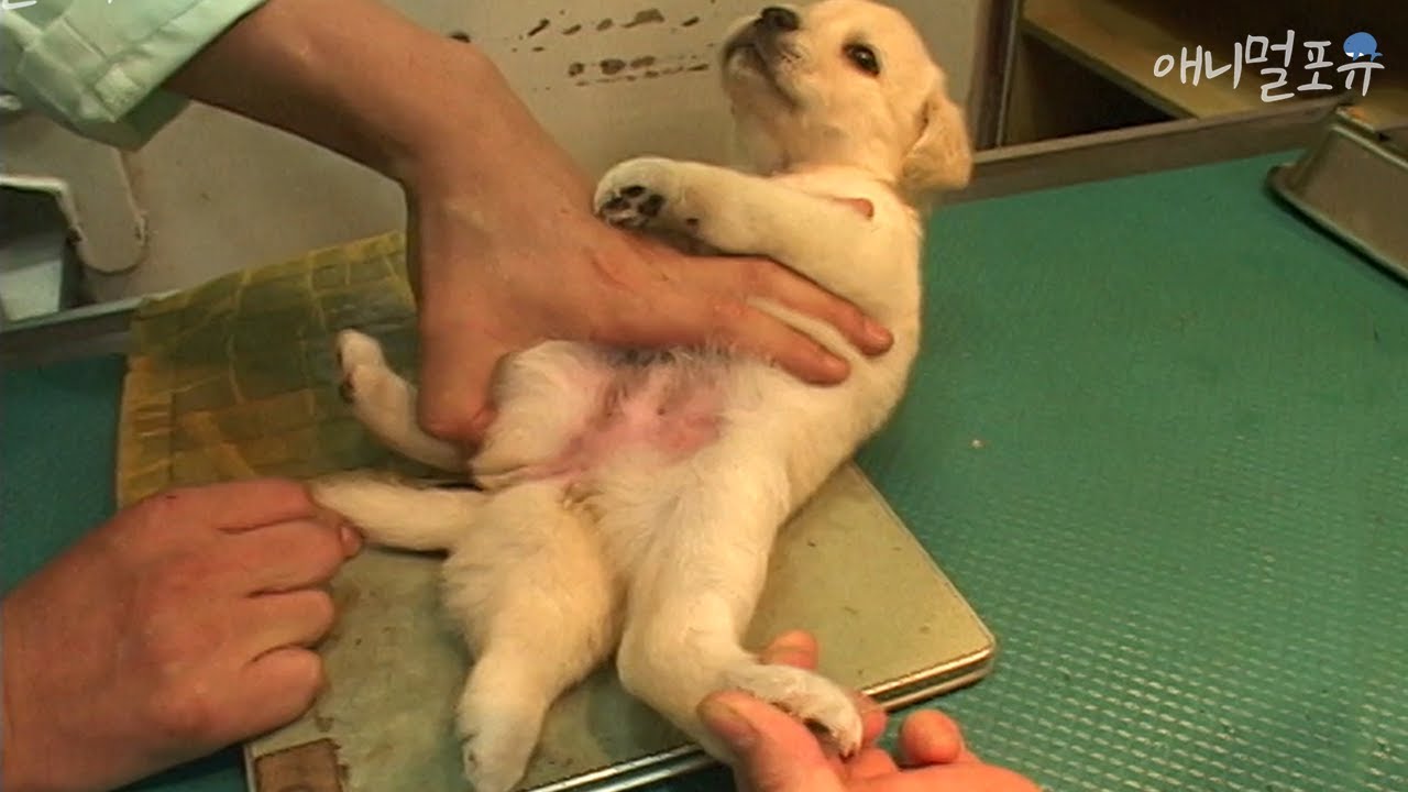 다리를 다섯개 가지고 태어난 새끼 강아지, 성별도 알 수 없다?! | KBS 주주클럽 050821 방송