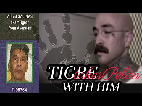 mobster tigre from aves, takes pelon from North side rodando with him