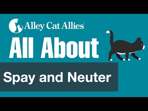 All About Spay and Neuter