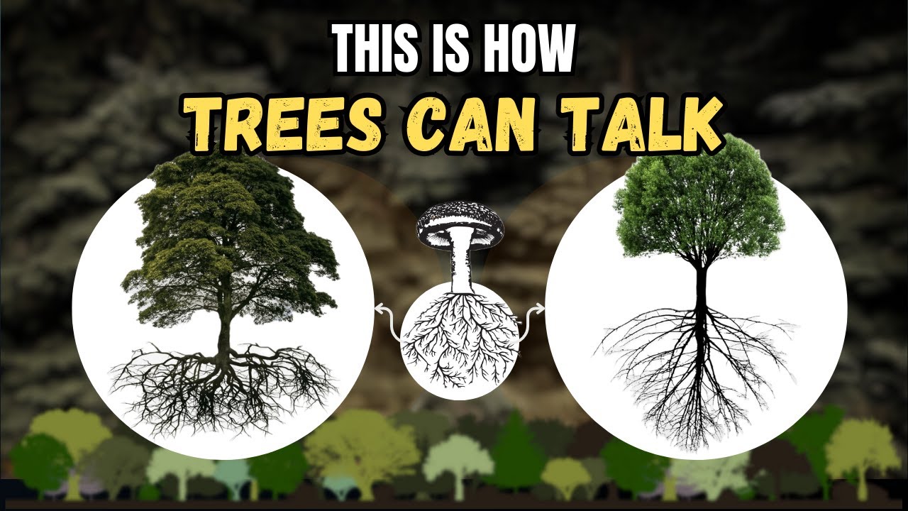 Trees Can Talk (Dr.Simard's Experiment)