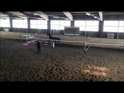 Holsteiner Stute von Carlos Z - Jahrgang 2008