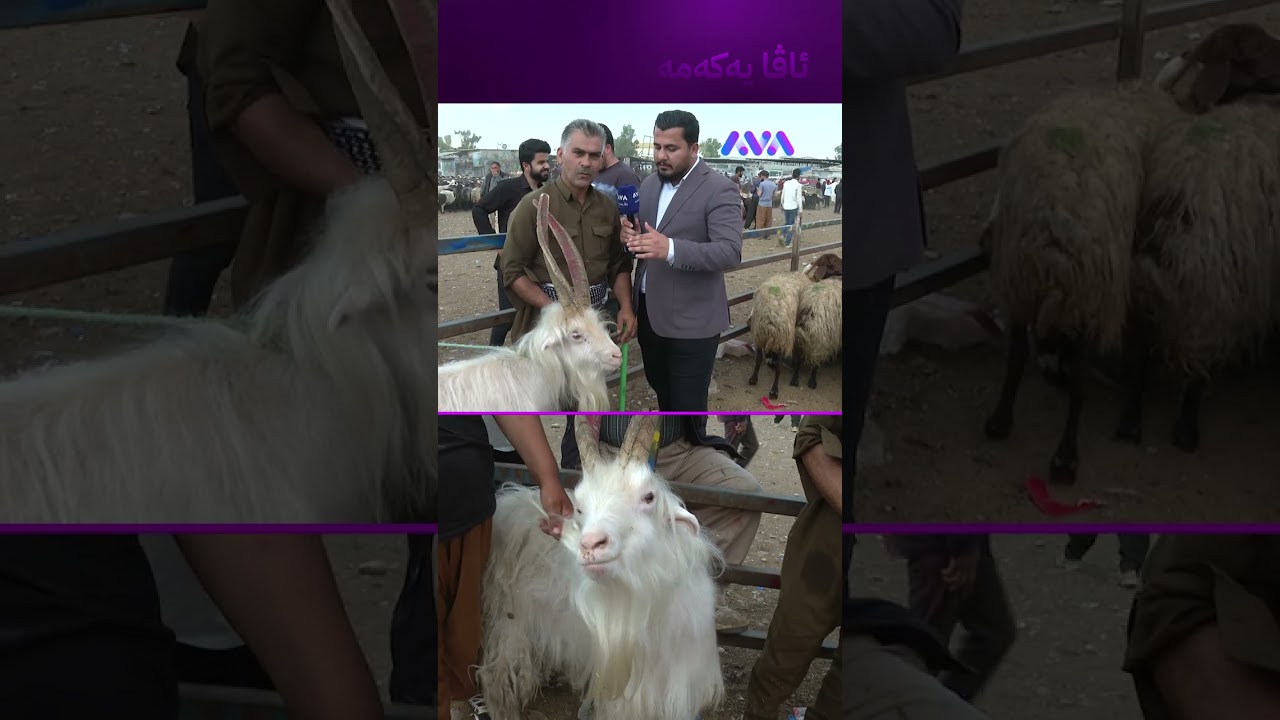 ڤیدیۆ | ئەمە باپیرە گەورەی هەموو بزنەکانە