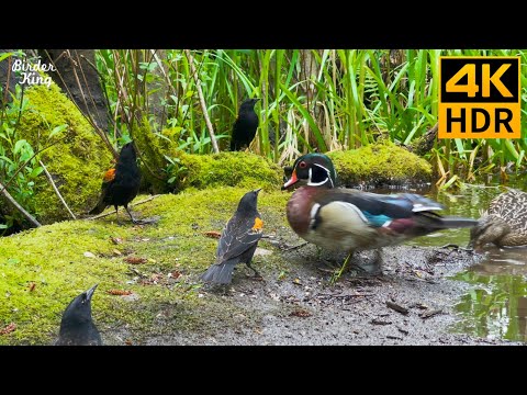 Cat TV for Cats to Watch 😺 Summer birds and ducks by the lake 🐦 Cute squirrels 🐿 8 Hours(4K HDR)