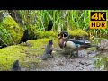 Cat TV for Cats to Watch 😺 Summer birds and ducks by the lake 🐦 Cute squirrels 🐿 8 Hours(4K HDR)
