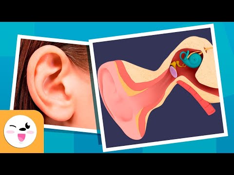 O ouvido e suas partes - Como funciona o ouvido? - Recopilação - Os sentidos para crianças