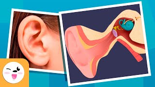 O ouvido e suas partes - Como funciona o ouvido? - Recopilação - Os sentidos para crianças