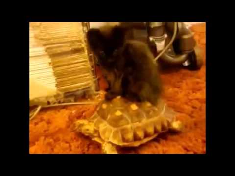 2015 Epic Funny Compilation - Animals riding turtles with style!!!! 2015
