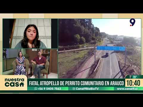 Conductor atropelló a perro comunitario en Playa de Arauco y huyó: can fue eutanasiado