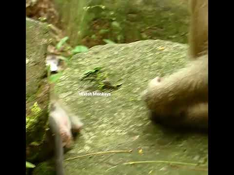 Rainbow Videos 2022 987