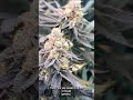 $200 vs $20 Strain, Seedsman & InhouseGenetics strain review