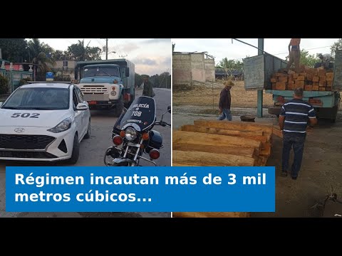 Régimen incautan más de 3 mil metros cúbicos de madera de cedro sin papeles en Granma