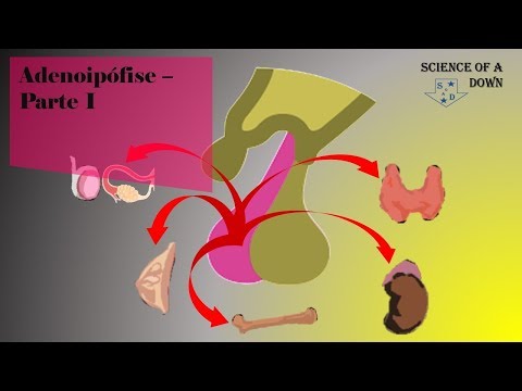 Adenoipófise - Parte 1