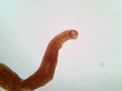 A lyambliya cè temperatura Parassiti caratteristici di funghi