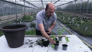 EP107 - How to pot up your runner bean seedlings #5minutefriday