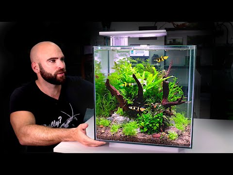 ALL IN ONE CUBE aquarium kit: jungle style planted tank w/ ROCKET Killifish