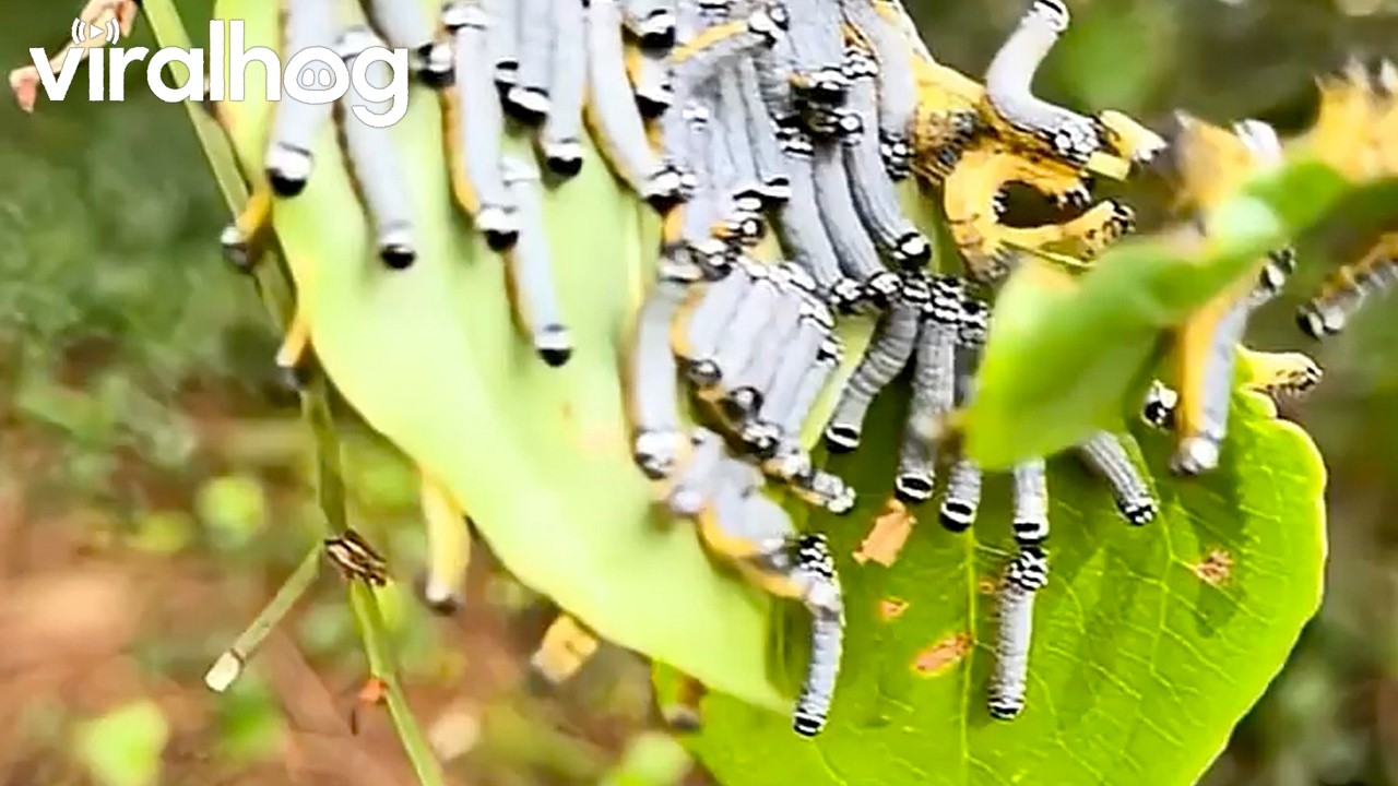 Caterpillars React to Goofy Voice || ViralHog