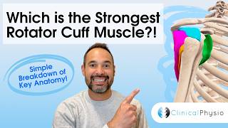 Strongest Rotator Cuff Muscle Explained | Shoulder Anatomy for Physios