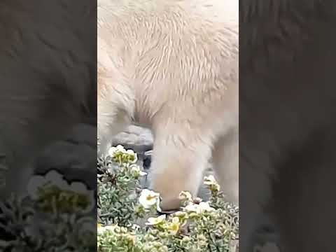 Ijsbeer speelt met autoband, aan het ijsberen in Blijdorp