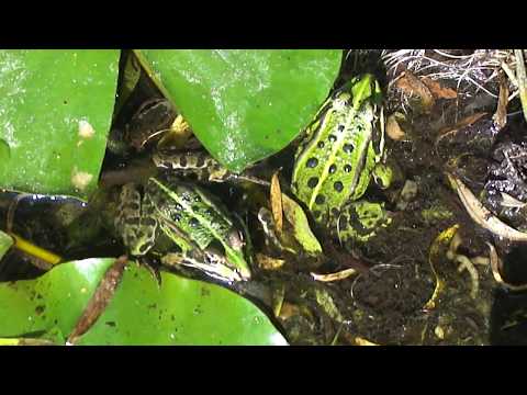 Dolní Ředice: zahradní jezírko (skokan zelený)