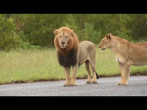 Plains Camp Male Lions