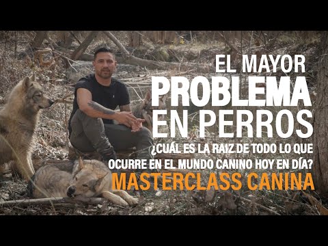 MASTERCLASS | EL PROBLEMA N°1 EN PERROS