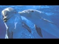 David Arkenstone - Dolphin Dance