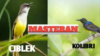 Download lagu Masteran burung kolibri kombinasi ciblek bagus buat masteran mp3 Download lagu Masteran burung kolibri kombinasi ciblek bagus buat masteran mp3