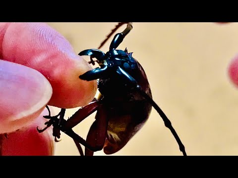 The beetle has two scary teeth.