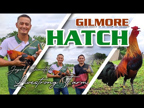 GILMORE HATCH (Blackwater) of Jeyshi Dimafelix - Livestrong Farm
