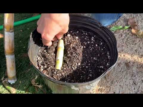 How to propagate Sugar Cane