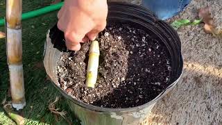 How to propagate Sugar Cane